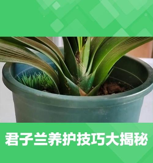 君子兰透明盆栽怎么养护和管理？有哪些技巧？