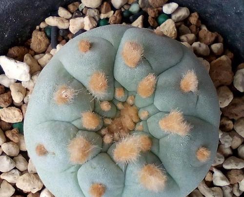 仙人球鱼系品种种植方法是什么？如何保持其健康生长？