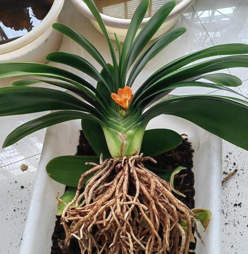 东北君子兰带花苞养护要点有哪些？
