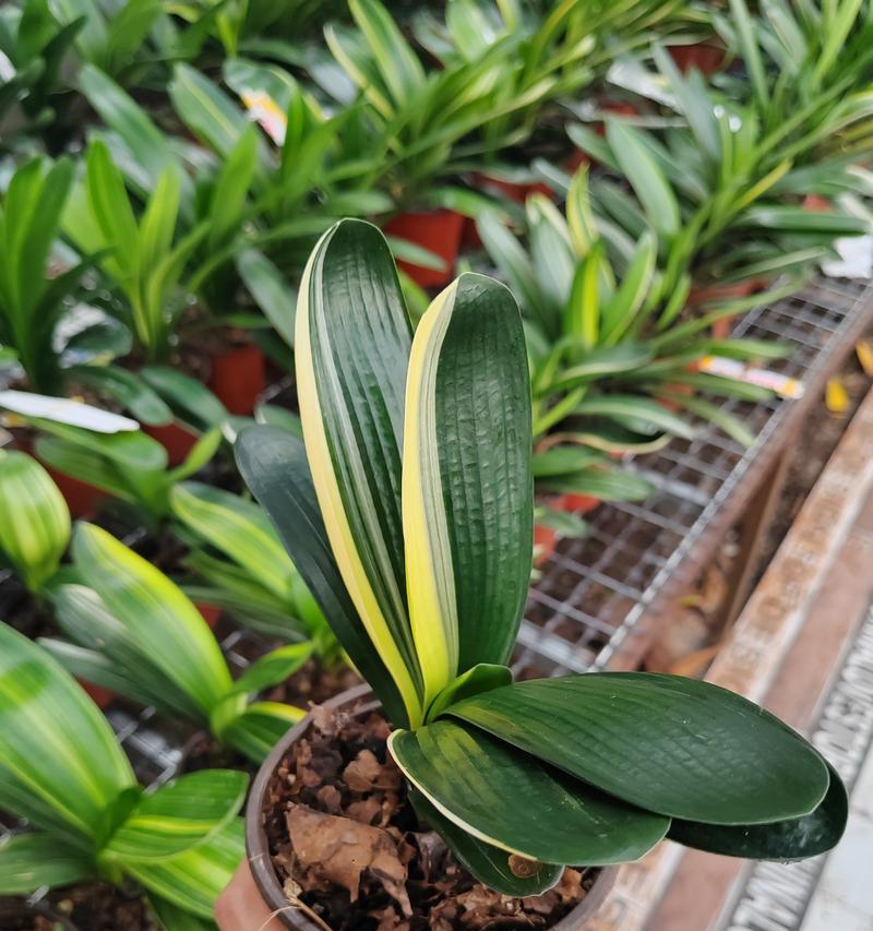 东北君子兰带花苞养护要点有哪些？