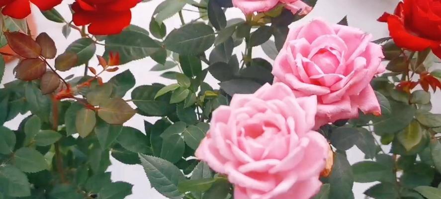 玫瑰花为何没有固定的花期？
