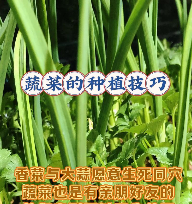 石灰水仙人掌的种植步骤和技巧是什么？