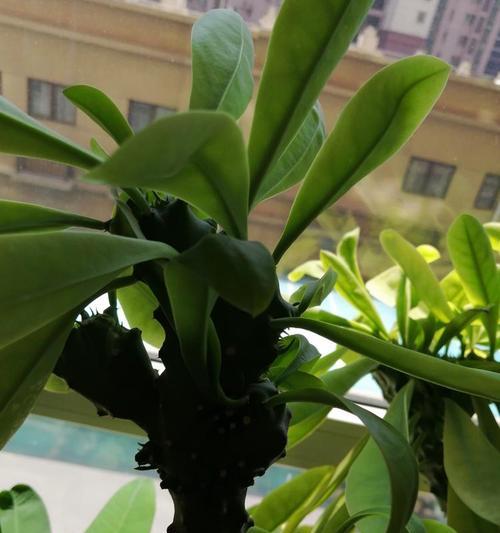 家中仙人掌不长叶子的原因是什么？如何解决？