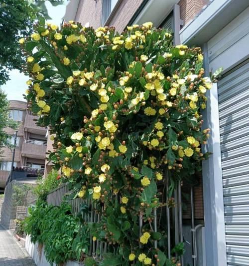 家中仙人掌不长叶子的原因是什么？如何解决？