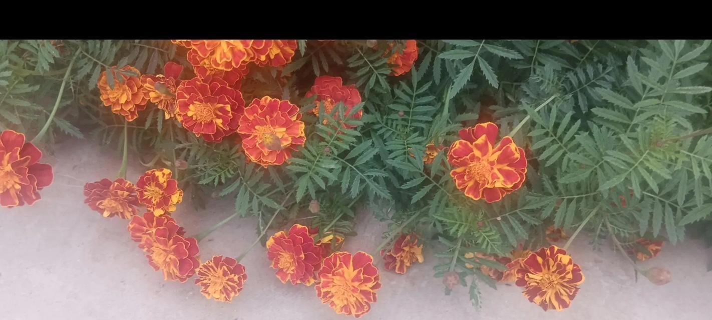 孔雀仙人掌盆栽开花的养护技巧是什么？