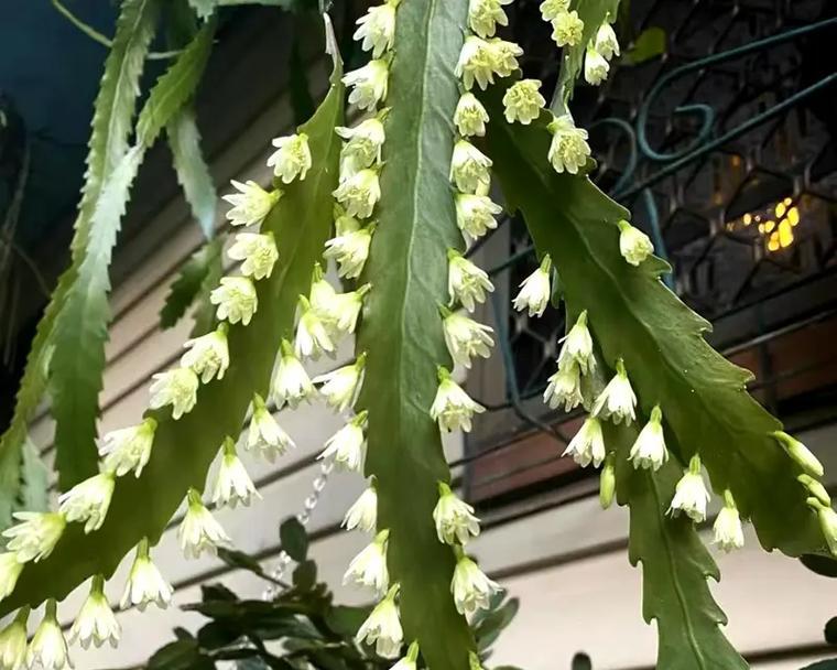孔雀仙人掌盆栽开花的养护技巧是什么？