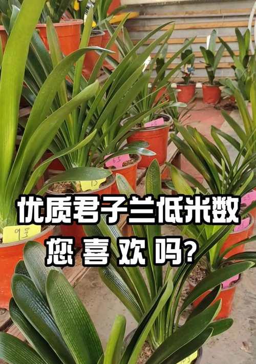 君子兰与王金兰有哪些主要区别？