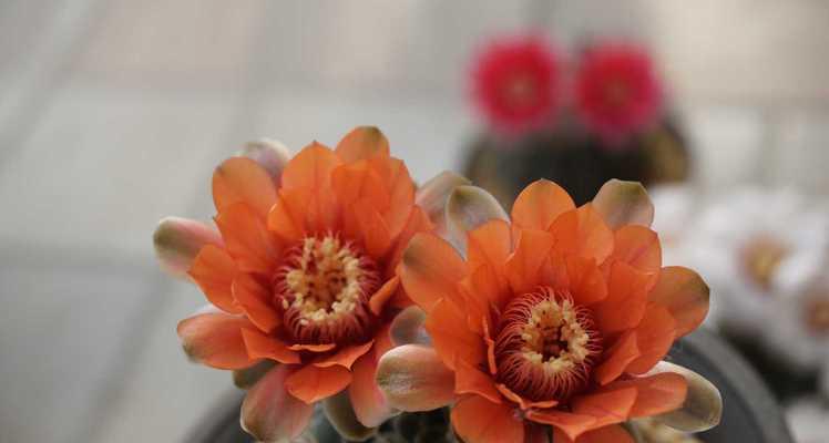 海王花色仙人球开花需要什么条件？