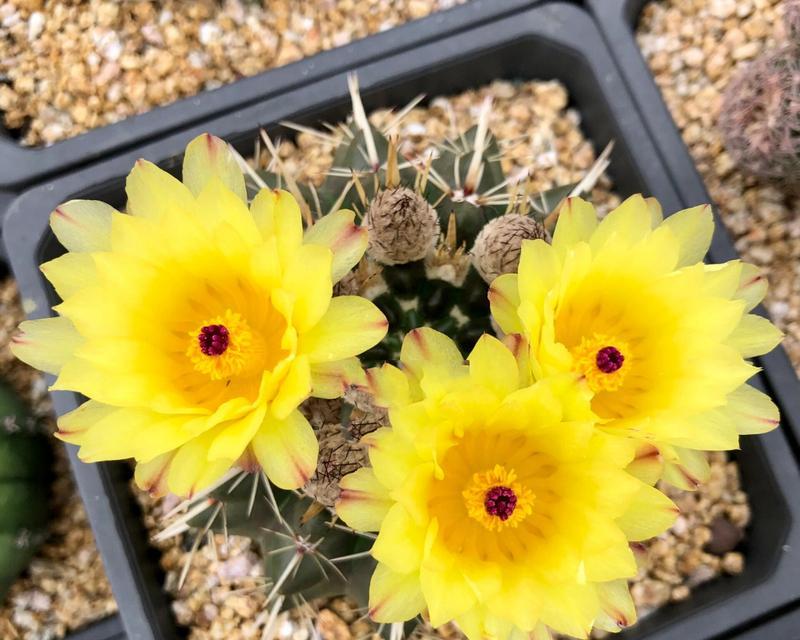 海王花色仙人球开花需要什么条件？
