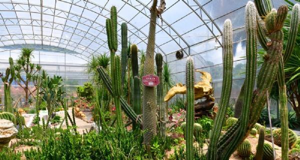 仙人球最佳种植土壤是什么？如何选择？