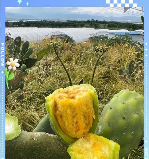 大黄果仙人掌种植需要注意什么？