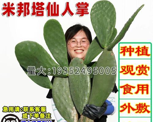 大黄果仙人掌种植需要注意什么？