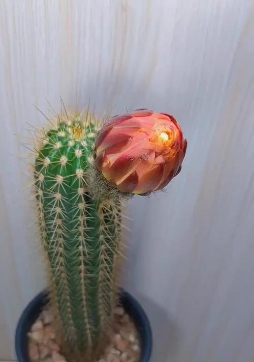 仙人掌开花爆头后应如何处理？