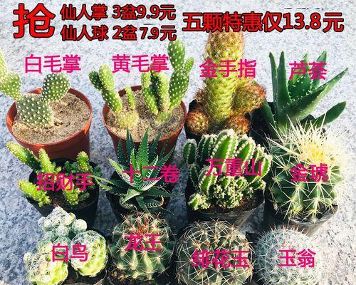 仙人掌开花爆头后应如何处理？