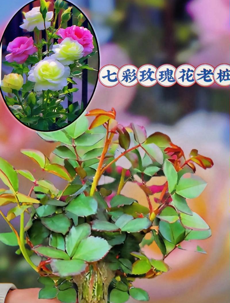 玫瑰花发芽时的颜色有何特点？
