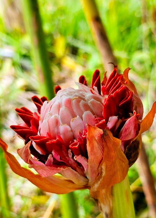 玫瑰花发芽时的颜色有何特点？