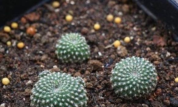 开花仙人掌种球的种植方法是什么？