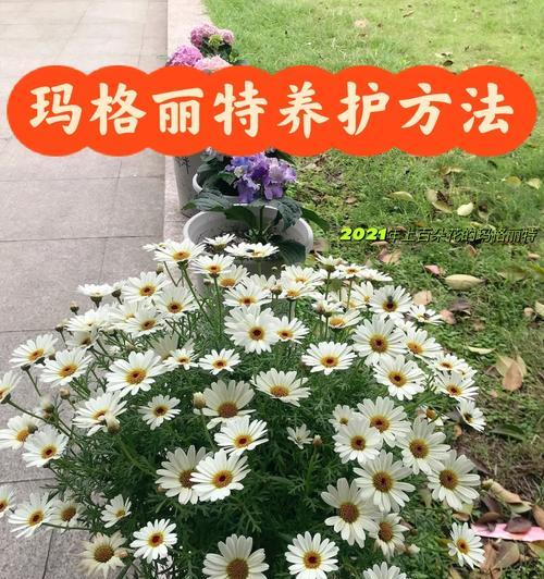 君子兰自由人怎么养护好？有哪些方法？