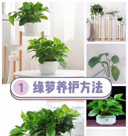 君子兰自由人怎么养护好？有哪些方法？