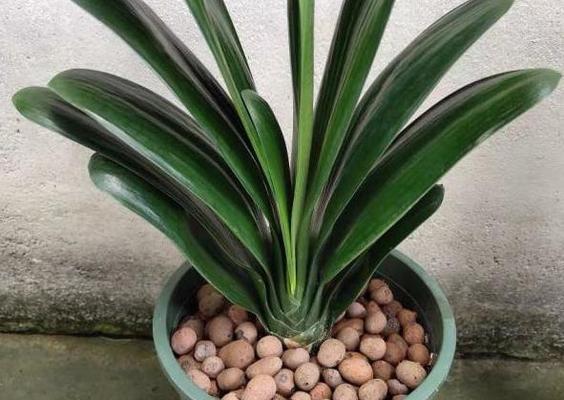 君子兰属于什么类型的植物？有何特性？