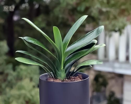 君子兰属于什么类型的植物？有何特性？