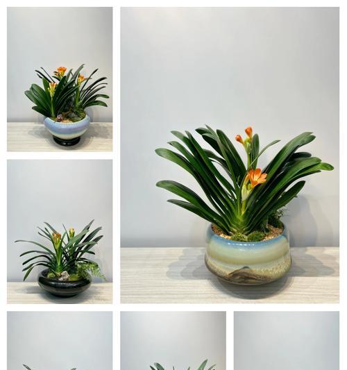 君子兰能在南方种植吗？南方养护君子兰的正确方法是什么？
