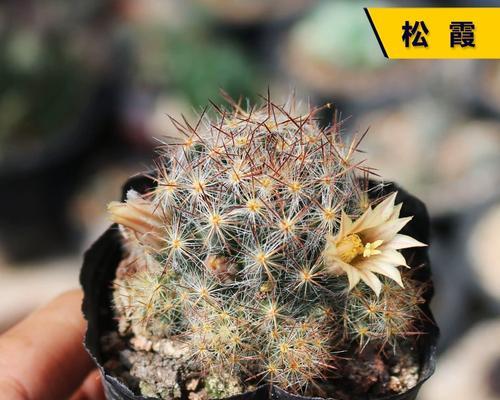 小盆栽仙人球开花后如何养护？