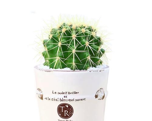 小盆栽仙人球开花后如何养护？