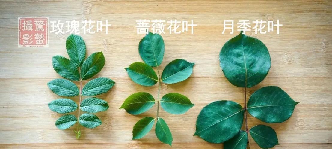 玫瑰花叶子发黄的原因及处理方法是什么？