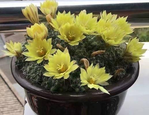 仙人球花苞不生长是什么原因？如何促进生长？
