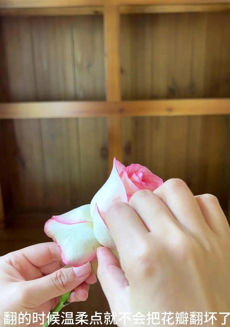 玫瑰花瓣如何正确打开？