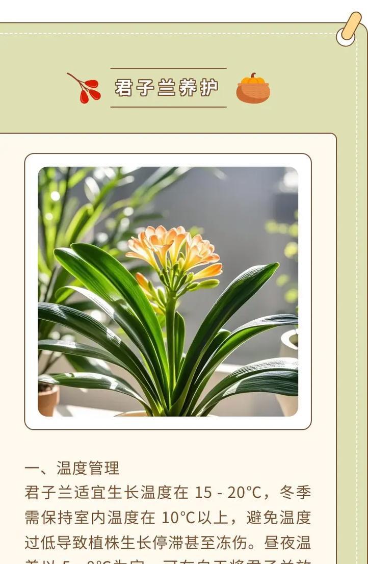 君子兰不开花的常见原因有哪些？