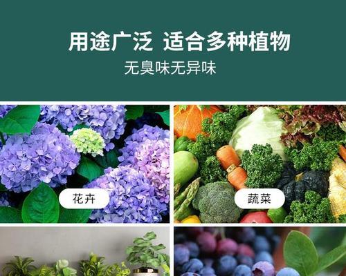君子兰不开花的常见原因有哪些？