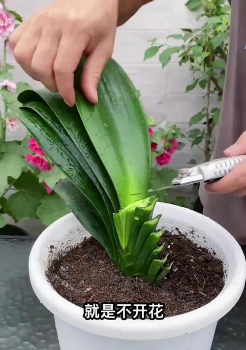 君子兰不开花的常见原因有哪些？