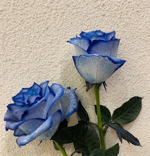 白蓝玫瑰花的养护技巧是什么？