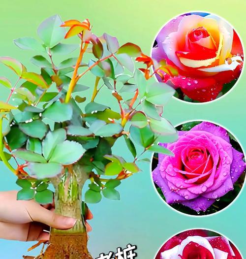 玫瑰花盆的正确名称是什么？如何选择适合玫瑰的花盆？