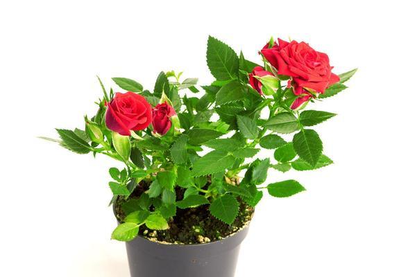 玫瑰花盆的正确名称是什么？如何选择适合玫瑰的花盆？