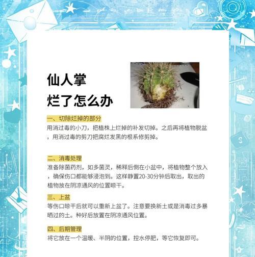 熊猫子仙人掌怎么养护和管理？熊猫子仙人掌的特殊养护需求是什么？