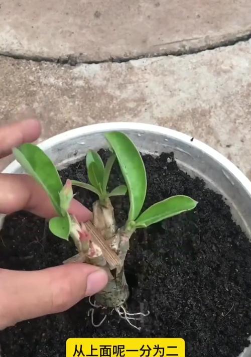 玫瑰花插枝如何快速生根？