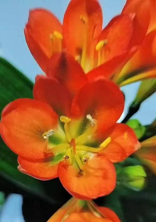 君子兰为何开花失败？君子兰不开花的原因有哪些？