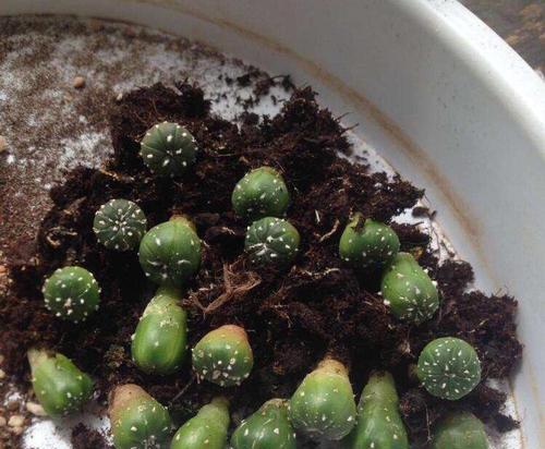 仙人球过度浇水后如何抢救？