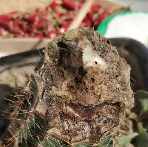 仙人球过度浇水后如何抢救？