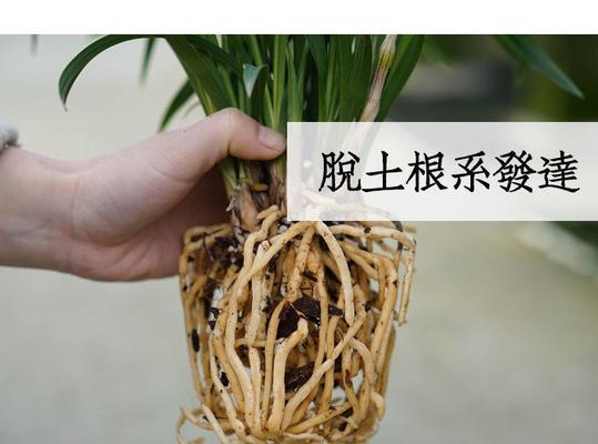 君子兰土松树枝养护的正确方法是什么？