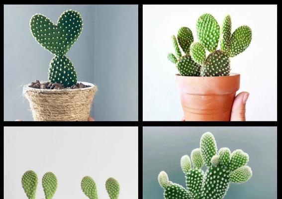 植物灵宠仙人掌的养护要点是什么？