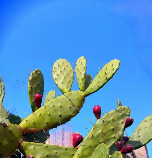 植物灵宠仙人掌的养护要点是什么？
