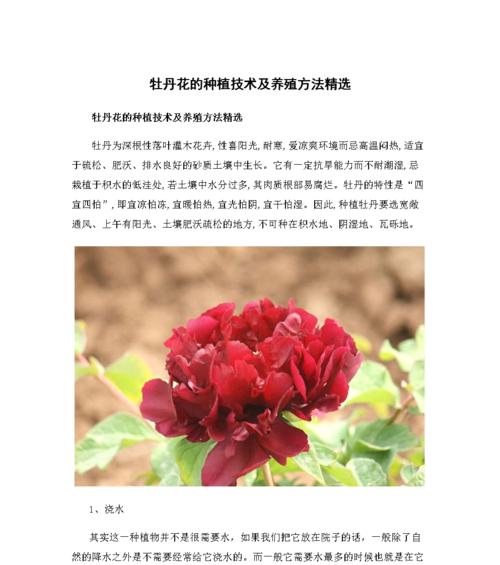 锦秀牡丹花的养殖方法是什么？如何保持其特别漂亮？