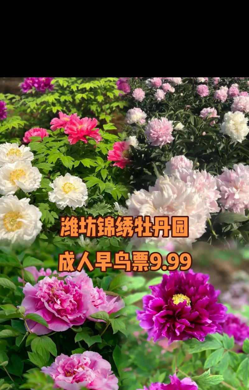 锦秀牡丹花的养殖方法是什么？如何保持其特别漂亮？