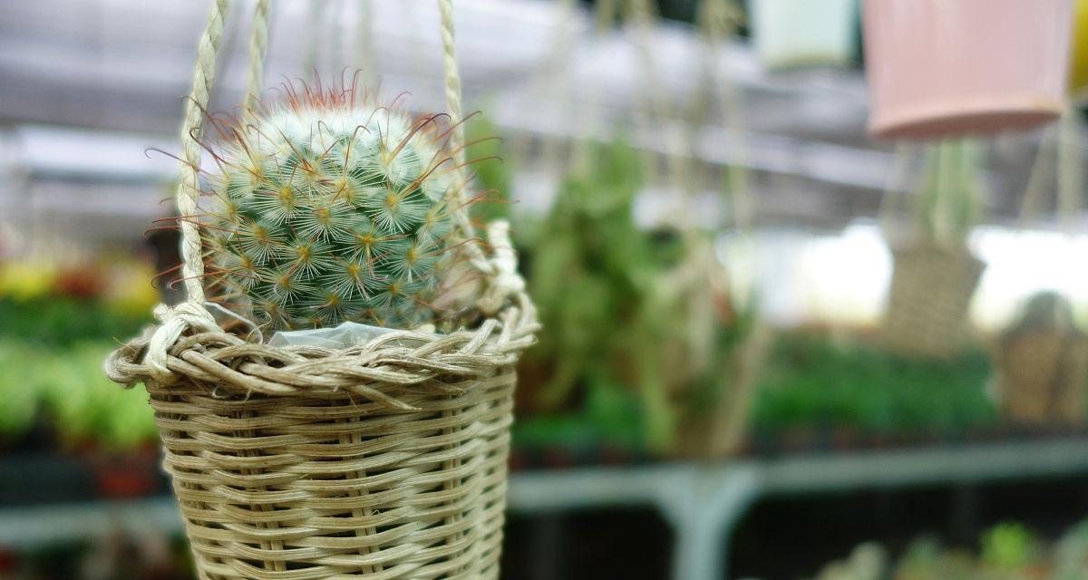 仙人掌小篮子的种植步骤是什么？