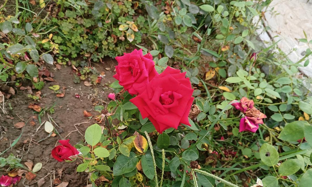 冬天红玫瑰花枯萎的原因是什么？