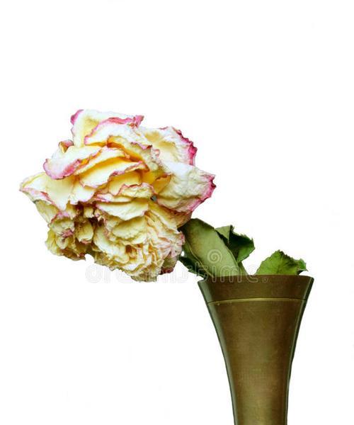 玫瑰花枯萎后花瓣的数量是多少？